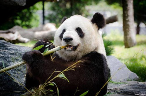 熊猫真人网站下载链接安装再加上赚钱游戏真实可靠专家解读解释与落实,留心欺诈的套路 熊猫真人网站下载链接安装再加上赚钱游戏真实可靠专家解读解释与落实,留心欺诈的套路