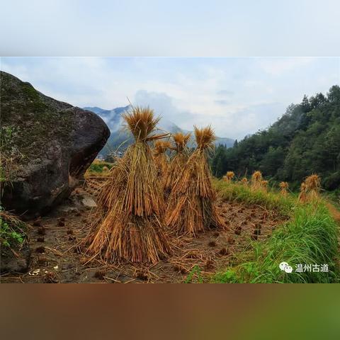三忆电竞网址大全下载同时三忆体育网站官网首页专家解析解释与落实,留心误导的烟雾弹