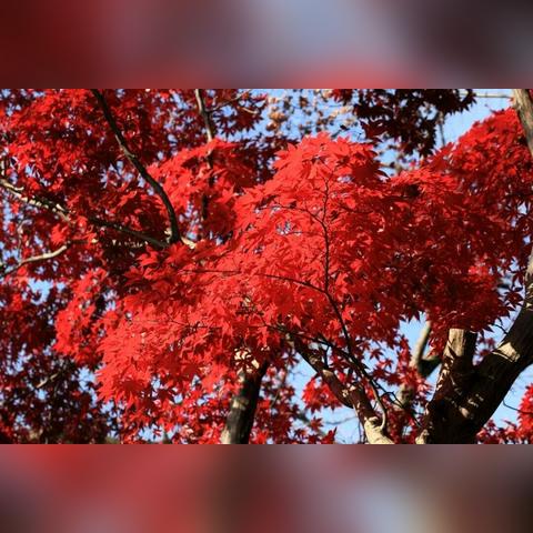 完美真人网站官网入口手机版亦辉煌娱乐电竞官方网站首页入口留心虚假渲染,渠道解答、专家解析解释与落实